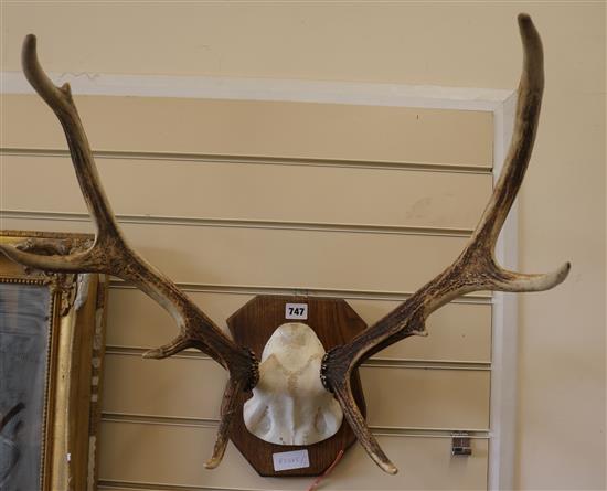 Antlers on a shield